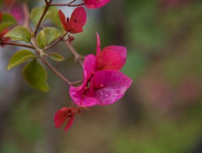 森乐花卉与滑县花卉桂花树基地，共筑花卉产业新篇章滑县花卉市场