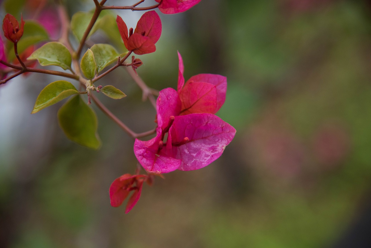 森乐花卉与滑县花卉桂花树基地，共筑花卉产业新篇章滑县花卉市场  第1张